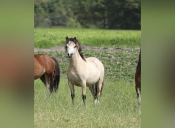 Welsh-A, Merrie, 2 Jaar, 118 cm, Falbe