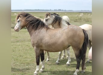 Welsh-A, Merrie, 2 Jaar, 118 cm, Falbe