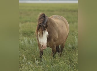 Welsh-A, Merrie, 2 Jaar, 118 cm, Falbe