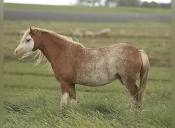 Welsh-A, Merrie, 2 Jaar, 118 cm, Vos