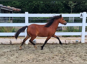Welsh-A, Merrie, 2 Jaar, Bruin