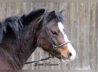 Welsh-A, Merrie, 3 Jaar, 116 cm, Bruin