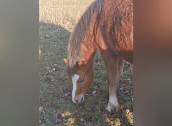 Welsh-A, Merrie, 3 Jaar, 116 cm, Vos