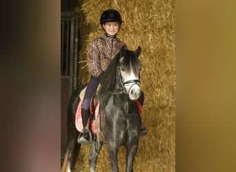Welsh-A, Merrie, 3 Jaar, 117 cm, Blauwschimmel