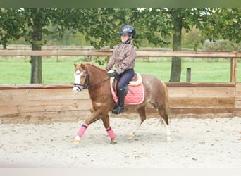 Welsh-A, Merrie, 3 Jaar, 117 cm, Roodvos