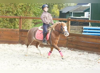 Welsh-A, Merrie, 3 Jaar, 117 cm, Roodvos