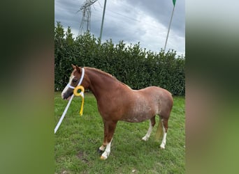 Welsh-A, Merrie, 3 Jaar, 117 cm, Roodvos