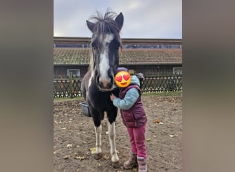 Welsh-A Mix, Merrie, 3 Jaar, 118 cm, Gevlekt-paard