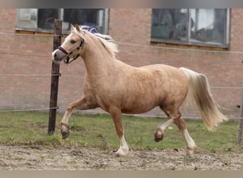 Welsh-A, Merrie, 3 Jaar, 118 cm, Palomino