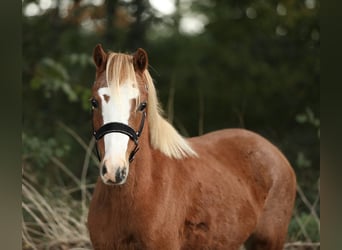 Welsh-A, Merrie, 3 Jaar, 119 cm, Roodvos