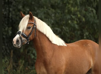 Welsh-A, Merrie, 3 Jaar, 121 cm, Vos