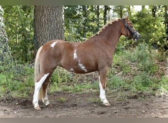 Welsh-A, Merrie, 3 Jaar, 121 cm, Vos