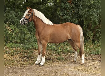 Welsh-A, Merrie, 3 Jaar, 121 cm, Vos