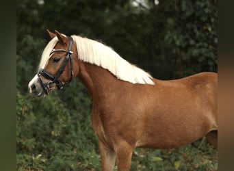 Welsh-A, Merrie, 3 Jaar, 121 cm, Vos