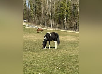 Welsh-A Mix, Merrie, 3 Jaar, 122 cm, Gevlekt-paard