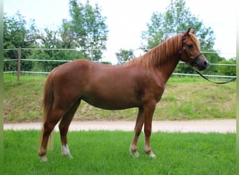 Welsh-A, Merrie, 3 Jaar, 122 cm, Vos