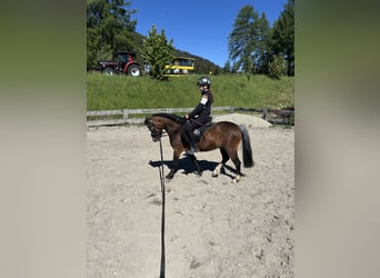 Welsh-A, Merrie, 4 Jaar, 110 cm, Bruin