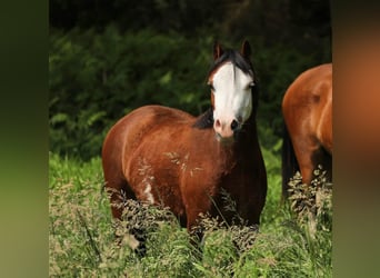 Welsh-A, Merrie, 4 Jaar, 116 cm, Bruin