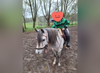 Welsh-A, Merrie, 4 Jaar, 117 cm, Schimmel