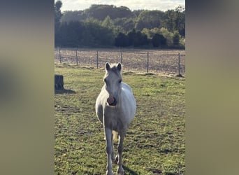 Welsh-A, Merrie, 4 Jaar, 120 cm, Schimmel