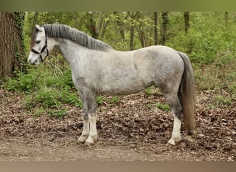 Welsh-A, Merrie, 4 Jaar, 120 cm, Schimmel