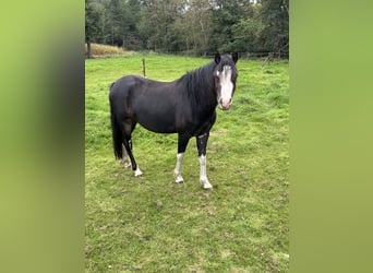 Welsh-A, Merrie, 4 Jaar, 120 cm, Zwartbruin