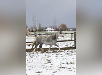 Welsh-A, Merrie, 4 Jaar, 123 cm, Blauwschimmel