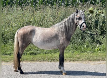 Welsh-A, Merrie, 4 Jaar, 125 cm, Brown Falb schimmel