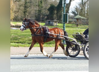 Welsh-A, Merrie, 5 Jaar, 117 cm, Bruin