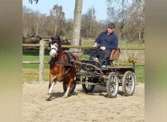 Welsh-A, Merrie, 5 Jaar, 117 cm, Bruin