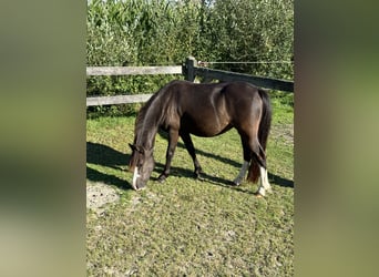 Welsh-A, Merrie, 5 Jaar, 118 cm, Zwartbruin