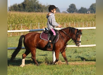 Welsh-A, Stute, 5 Jahre, 121 cm, Brauner