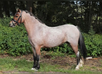 Welsh-A, Merrie, 5 Jaar, 121 cm, Roan-Bay