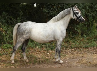 Welsh-A, Merrie, 5 Jaar, 121 cm, Schimmel