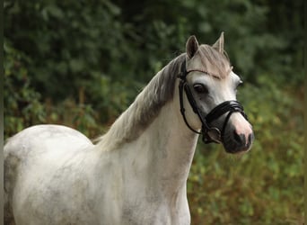 Welsh-A, Merrie, 5 Jaar, 121 cm, Schimmel