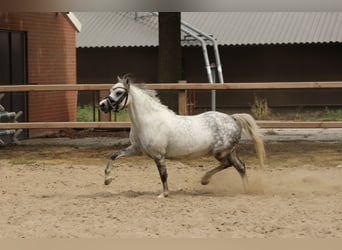Welsh-A, Merrie, 5 Jaar, 121 cm, Schimmel