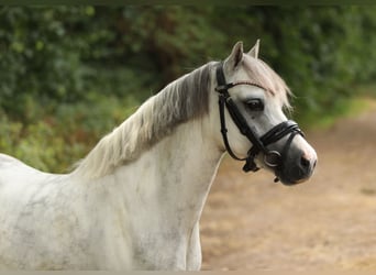 Welsh-A, Merrie, 5 Jaar, 121 cm, Schimmel