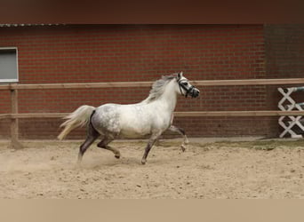 Welsh-A, Merrie, 5 Jaar, 121 cm, Schimmel