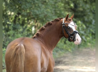 Welsh-A, Merrie, 5 Jaar, 132 cm, Vos