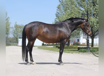 Welsh-A, Merrie, 5 Jaar, 147 cm, Roodbruin