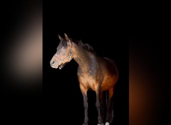 Welsh-A, Merrie, 5 Jaar, 147 cm, Roodbruin