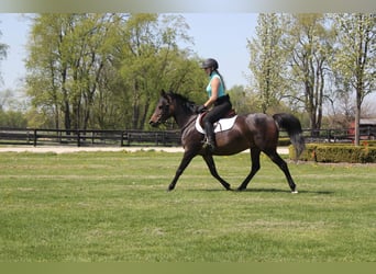 Welsh-A, Merrie, 5 Jaar, 147 cm, Roodbruin