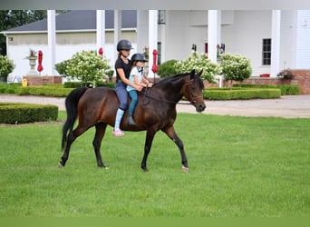 Welsh-A, Merrie, 5 Jaar, 147 cm, Roodbruin