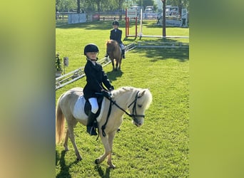 Welsh-A, Merrie, 6 Jaar, 115 cm, Palomino