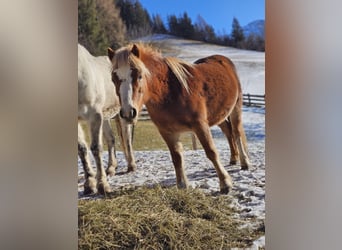 Welsh-A Mix, Merrie, 6 Jaar, 115 cm, Vos