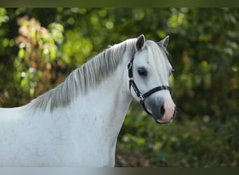 Welsh-A, Merrie, 6 Jaar, 117 cm, Schimmel