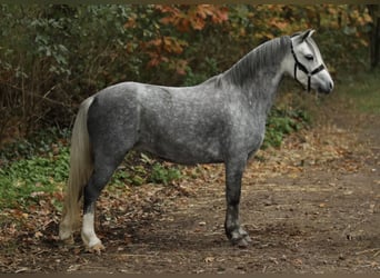 Welsh-A, Merrie, 6 Jaar, 121 cm, Schimmel