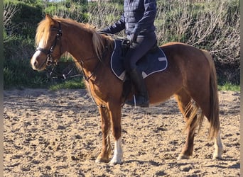 Welsh-A, Merrie, 6 Jaar, 121 cm, Vos