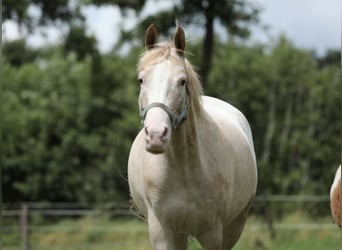 Welsh-A, Merrie, 6 Jaar, 147 cm, Appaloosa