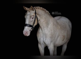 Welsh-A, Merrie, 6 Jaar, 147 cm, Appaloosa